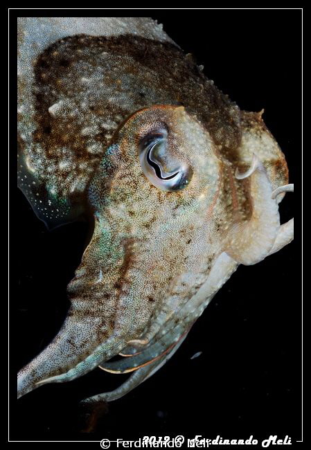 Cuttlefish by Ferdinando Meli 