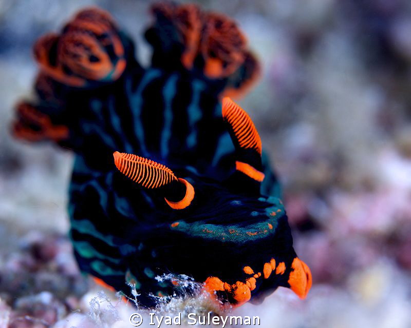 Nudibranch (Nembrotha kubaryana) by Iyad Suleyman 