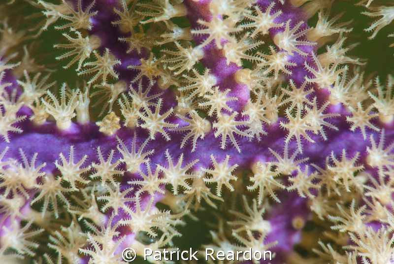 Gorgonian polyps with Nikon 105 mm and SubSea 5X. by Patrick Reardon 