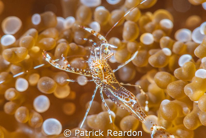 Gold spotted anemone shrimp.  Nikon  105 mm and SubSea 5X... by Patrick Reardon 