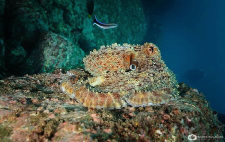 I am a coral, said the octopus, and changed color... by Nadya Kulagina 