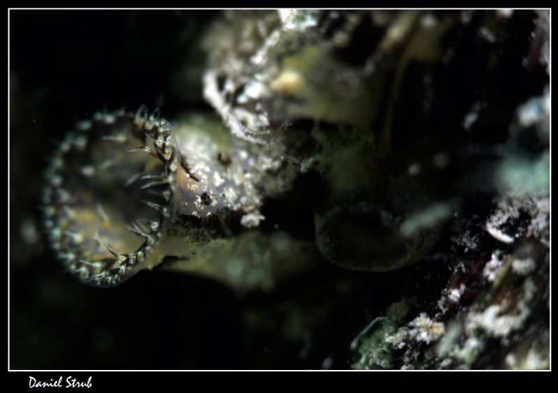 Close-up of valve :-D by Daniel Strub 