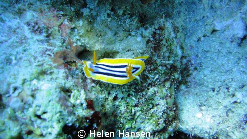 yellow by Helen Hansen 