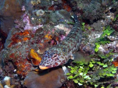 Lembeh straits. Olympus C-5050. by Yves Antoniazzo 