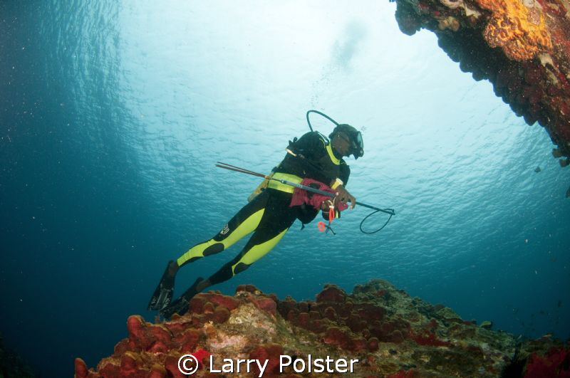 Diver with spear elimination some of the many lionfish in... by Larry Polster 