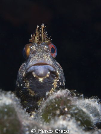 Nikon D40x  60mm -  inon Z240 by Marco Greco 
