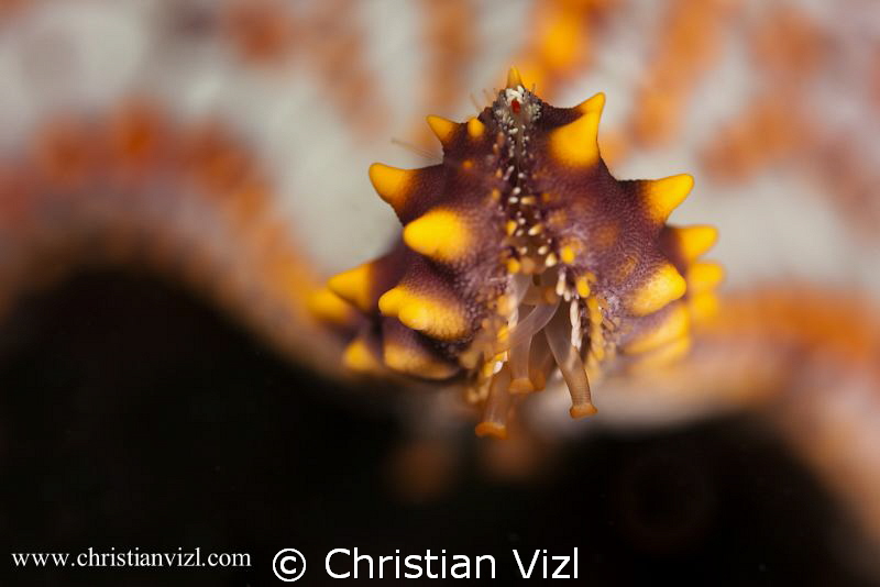 Detail of a starfish found in Ixtapa, Mexico. by Christian Vizl 