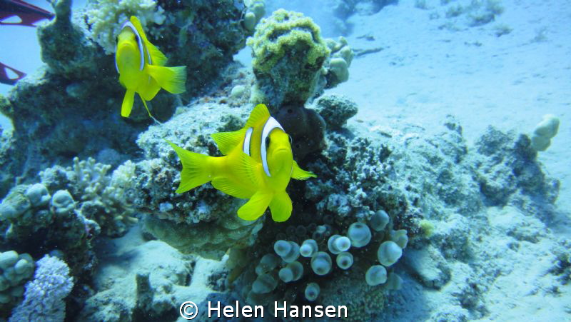 clown fish by Helen Hansen 