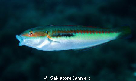 A bocca aperta by Salvatore Ianniello 