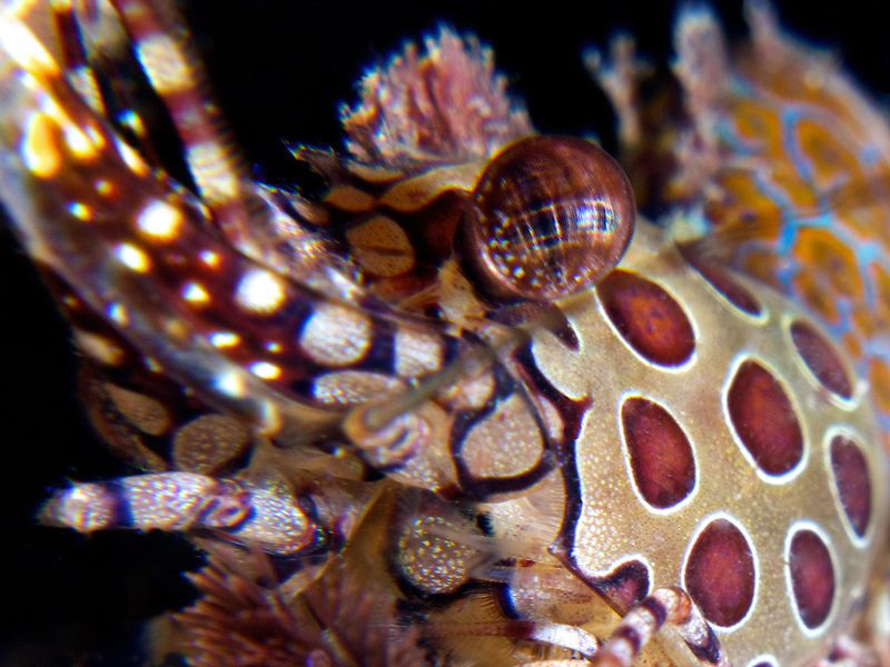 Abstract 
Marble shrimp by Iyad Suleyman 