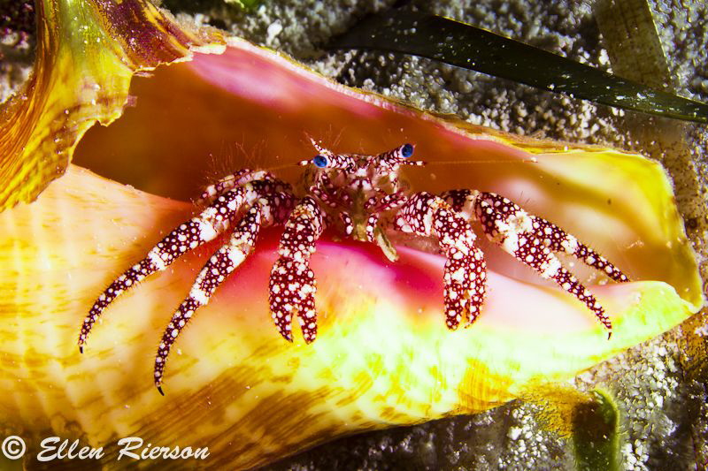 This was taken in the Exumas in July 2012. I came across ... by Ellen Rierson 