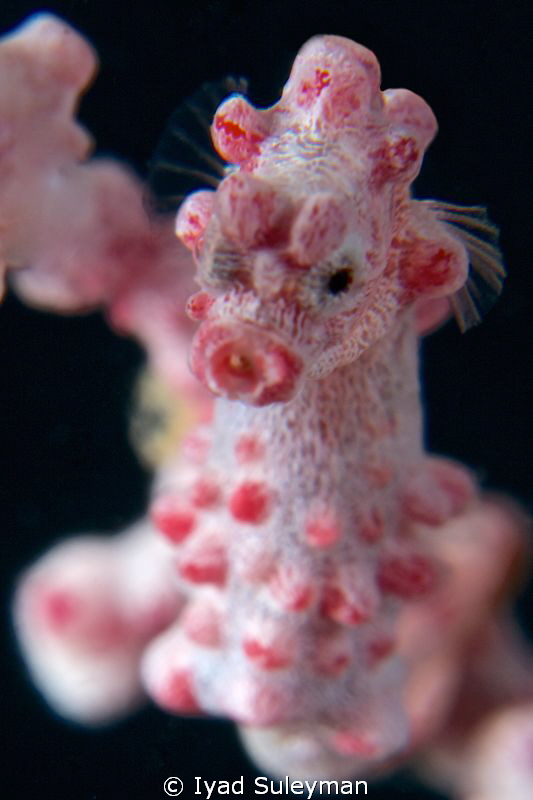 Pygmy Seahorse by Iyad Suleyman 