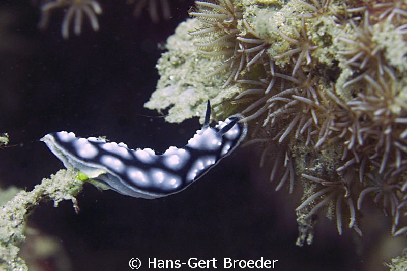 Nudibranch
Nudibridge
www.bunakenhans.com
Bunaken, Sul... by Hans-Gert Broeder 