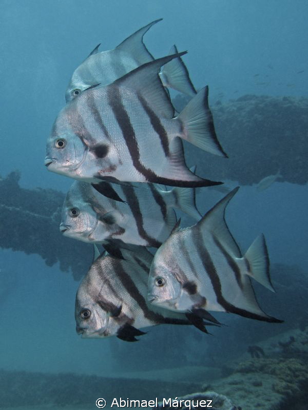 Atlantic Spadefish by Abimael Márquez 