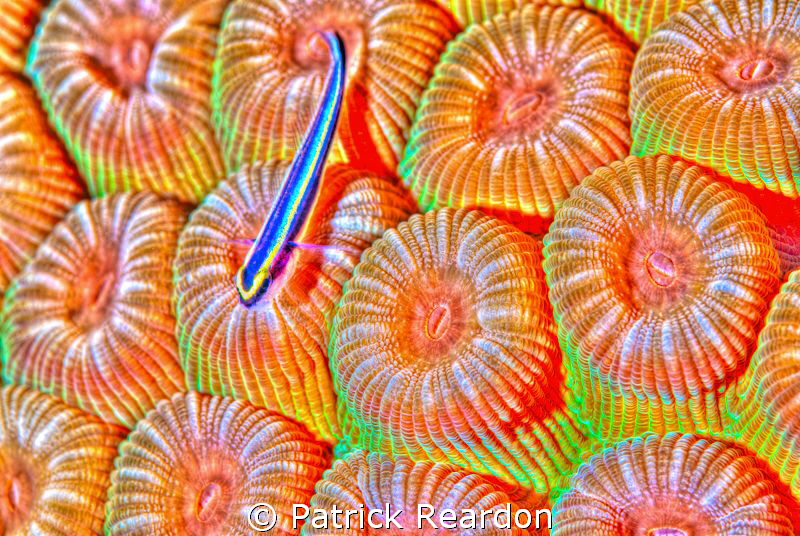 HDR toning applied to goby on corals. by Patrick Reardon 
