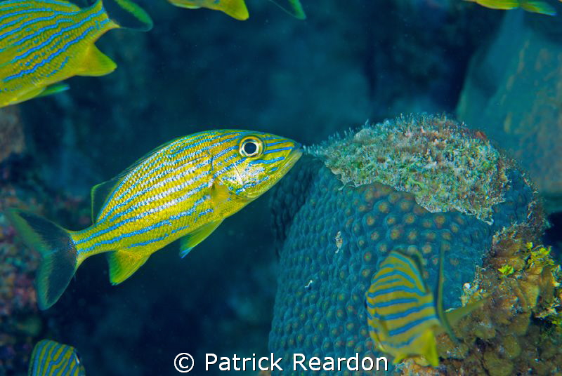 The old "fake fish vomiting trick", and I fell for it!  ;-) by Patrick Reardon 