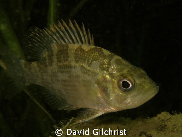 Juvenile Rock Bass, Niagara River night Dive by David Gilchrist 