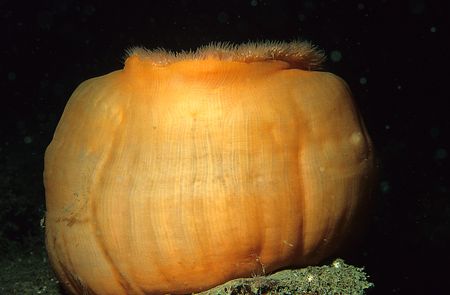 Pumpkin or Plumose?
Sound of Mull.
F90X, 60mm. by Mark Thomas 
