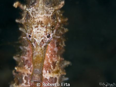 Sea Horse by Roberto Erta 