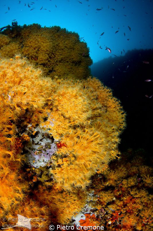 A wall full of Parazoanthus axinellae by Pietro Cremone 