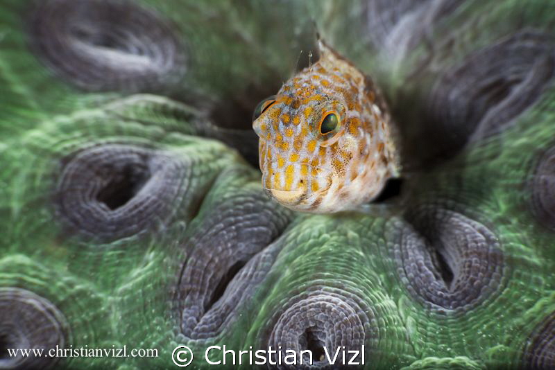Blenny in beautiful coral reef, Veracruz, Mexico. by Christian Vizl 