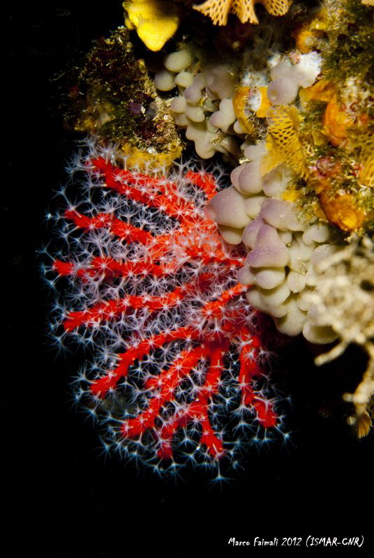 The red tree (Corallium rubrum) by Marco Faimali (ismar-Cnr) 