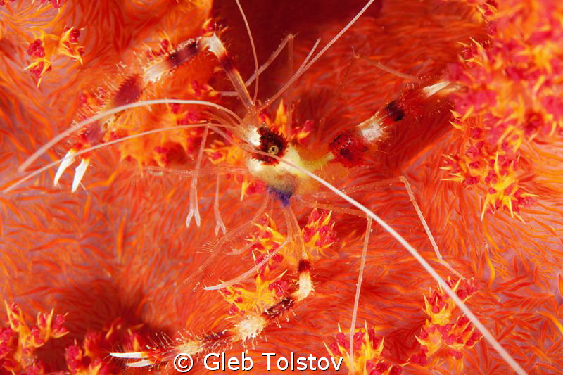 Lady in red by Gleb Tolstov 