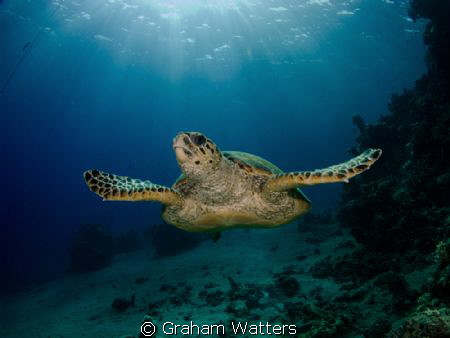 A turtle shot in Sharks Bay Egypt by Graham Watters 