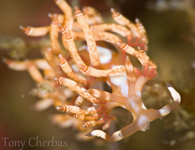 Double Ringed Flabbelina by Tony Cherbas 