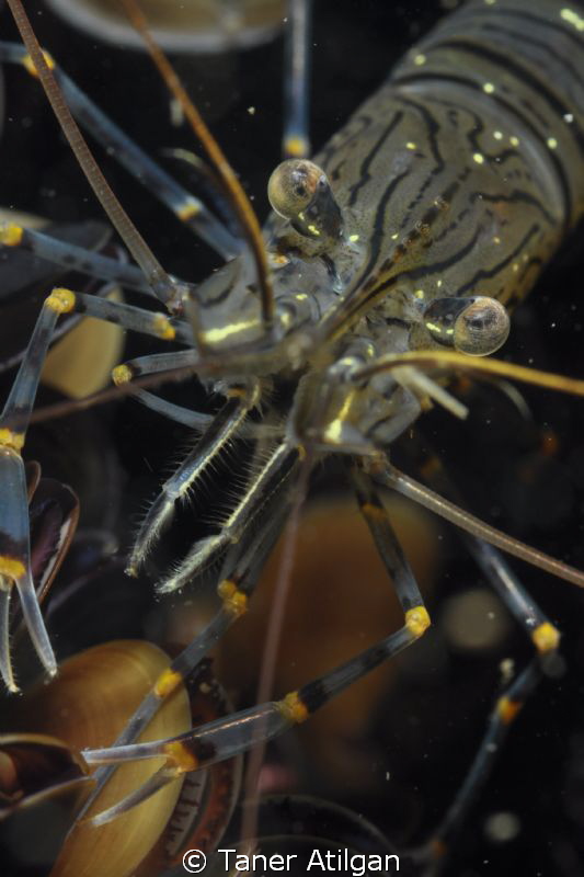 shrimp 2 by Taner Atilgan 