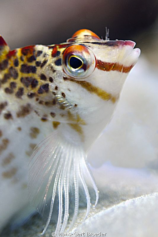 Hawkfish
www.bunakenhans.com
Bunaken,Sulawesi,Indonesia... by Hans-Gert Broeder 