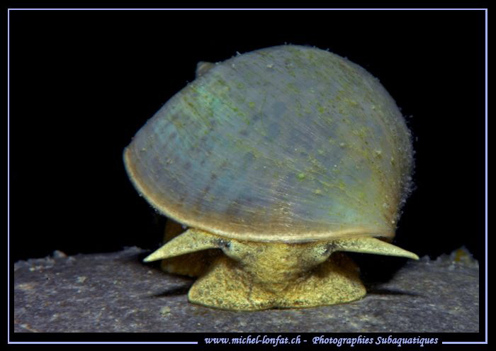 Face to face with this Freshwater snail... :O)... by Michel Lonfat 