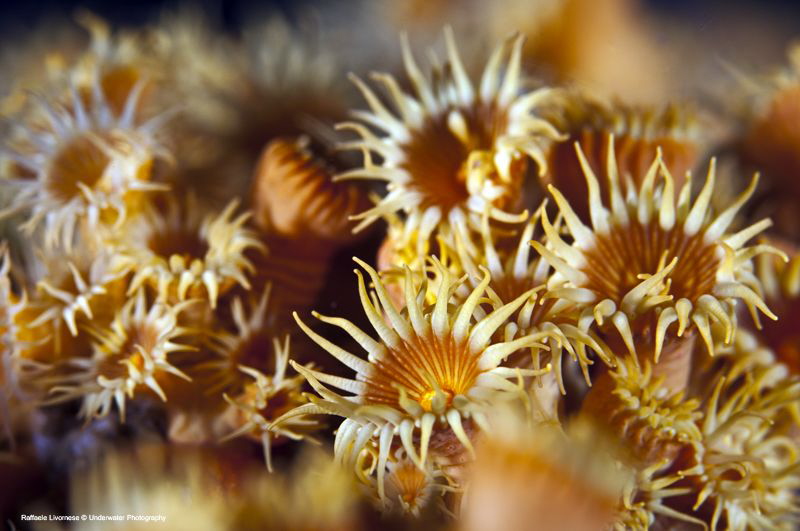 parazoanthus by Raffaele Livornese 