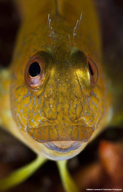parablennius africanus yellow by Raffaele Livornese 