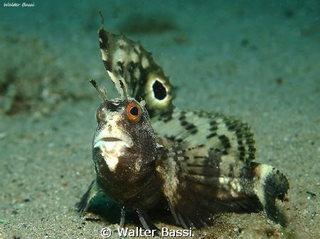 Blennius ocellaris 
 by Walter Bassi 