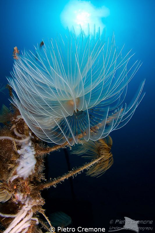 Tubeworm in the sun by Pietro Cremone 