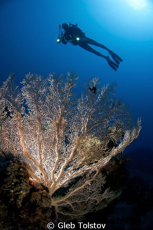 Backlight fan and a diver by Gleb Tolstov 