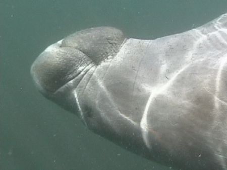 My buddy manatee rolled on his back as I was videotaping ... by Terrie Collins 