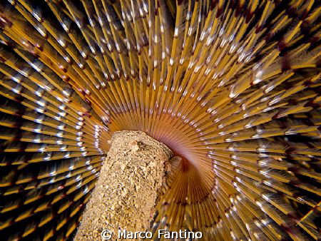 Canon G12, UCL165, 2 x D2000
Colourful umbrella by Marco Fantino 