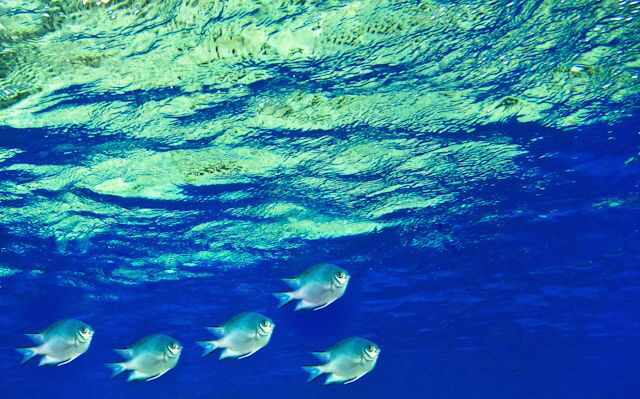 Fish in golden reflection of coral head by Leena Roy 