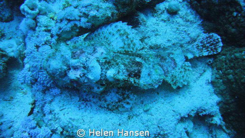 stone fish by Helen Hansen 