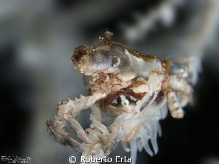 Xeno Crab by Roberto Erta 