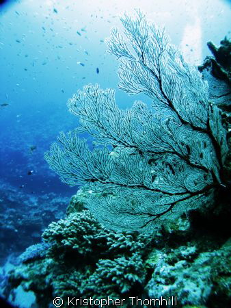 Sea fan at Tokashiki island in the Keramas. by Kristopher Thornhill 