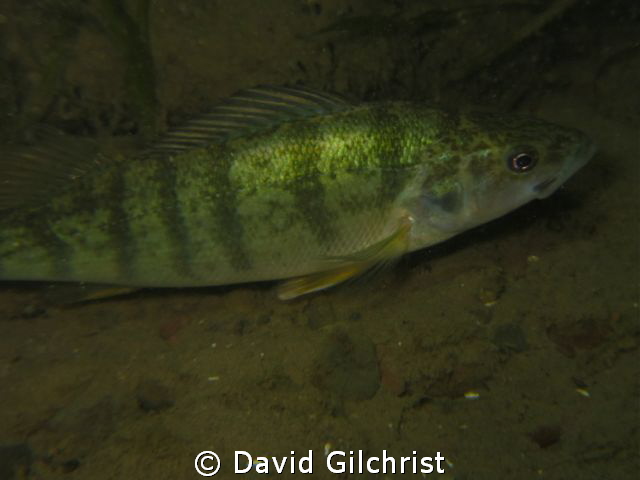 Perch sp. Niagara River Night Dive by David Gilchrist 