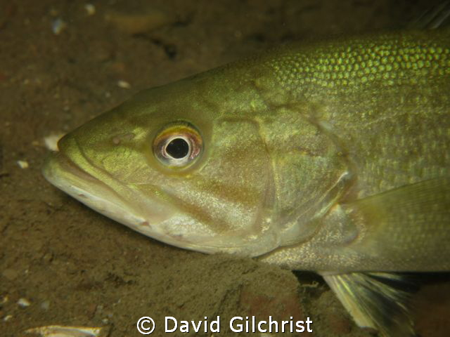 Bass portrait, Niagara River Night Dive by David Gilchrist 