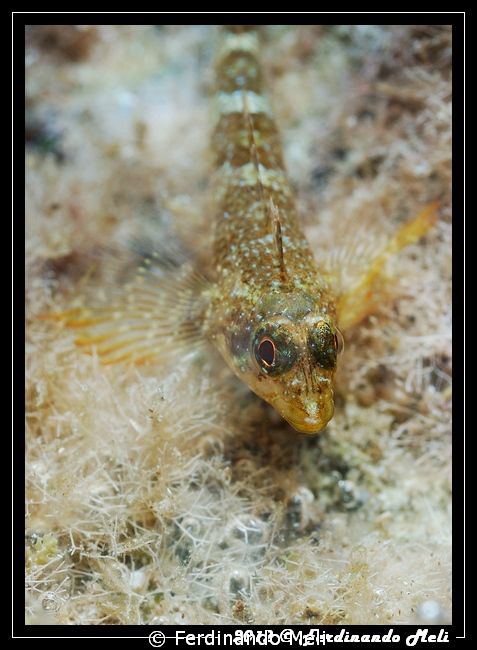 Blenny by Ferdinando Meli 