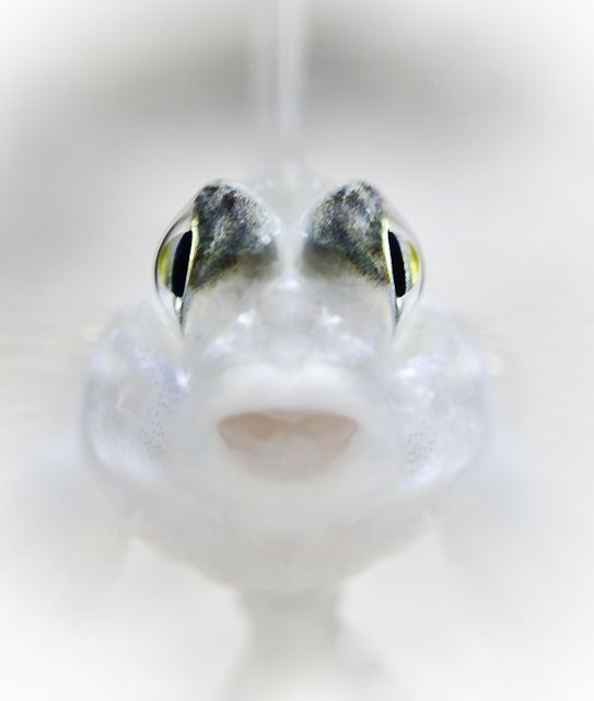 Bridled Goby by Leena Roy 