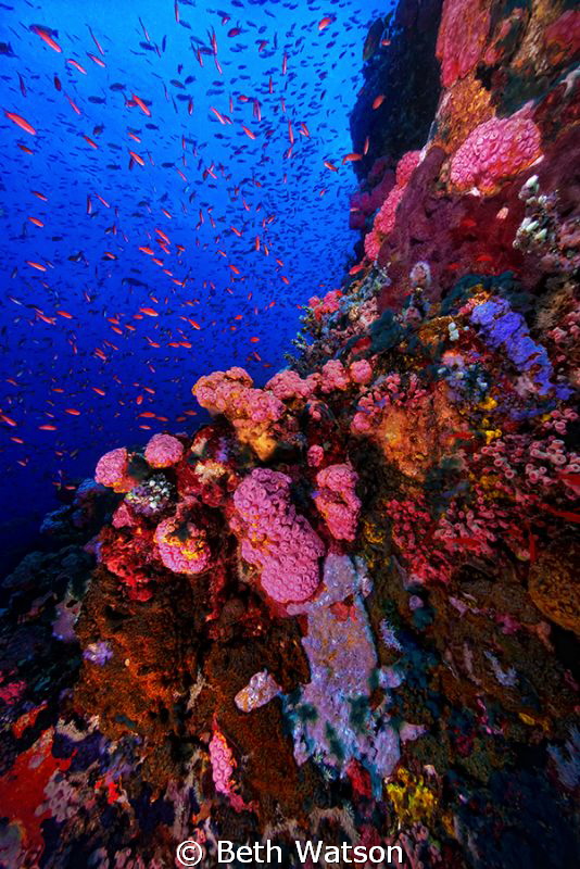 Verde Island...Puerto Galera, Philippines. by Beth Watson 