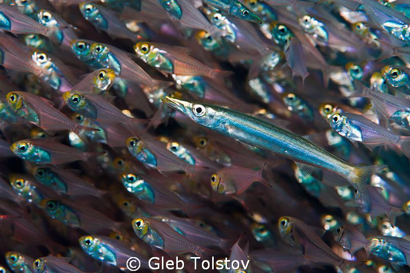Juvenile barracuda in a school of glass fish by Gleb Tolstov 