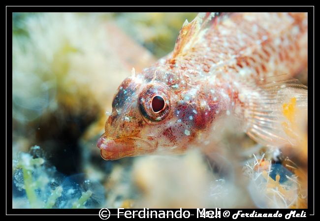Blenny by Ferdinando Meli 